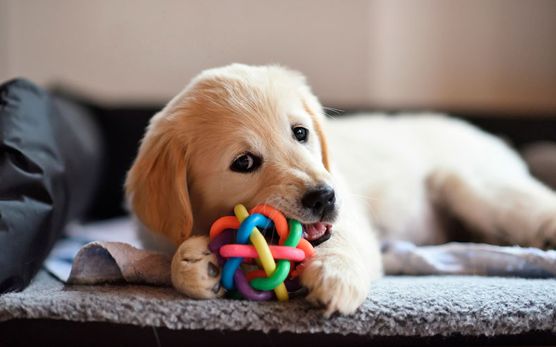 https://conexion.ucontinental.edu.pe/wp-content/uploads/2020/03/Datos-que-debes-tener-en-cuenta-si-tienes-una-mascota-en-casa.jpg